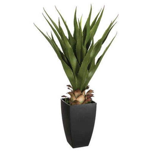 Mű agave